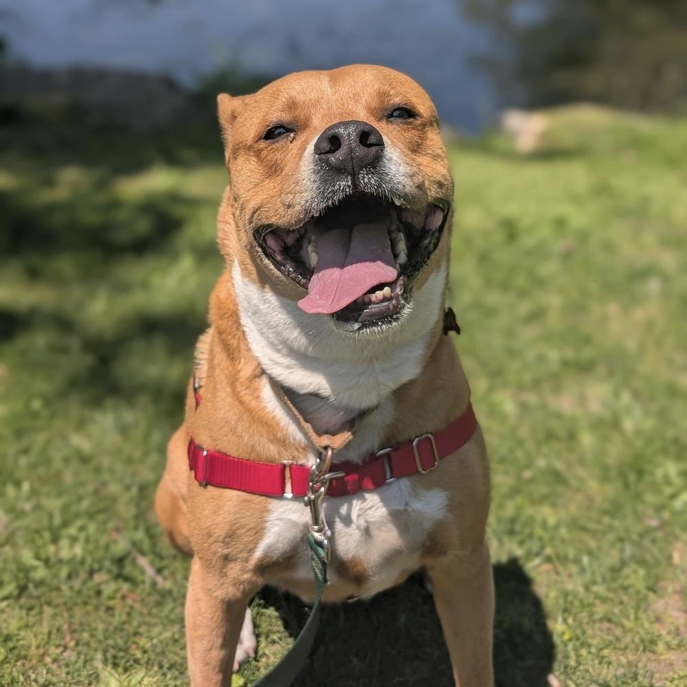 Cafe - 17058, a Adoptable mixed breed in Armonk, NY image 5/6