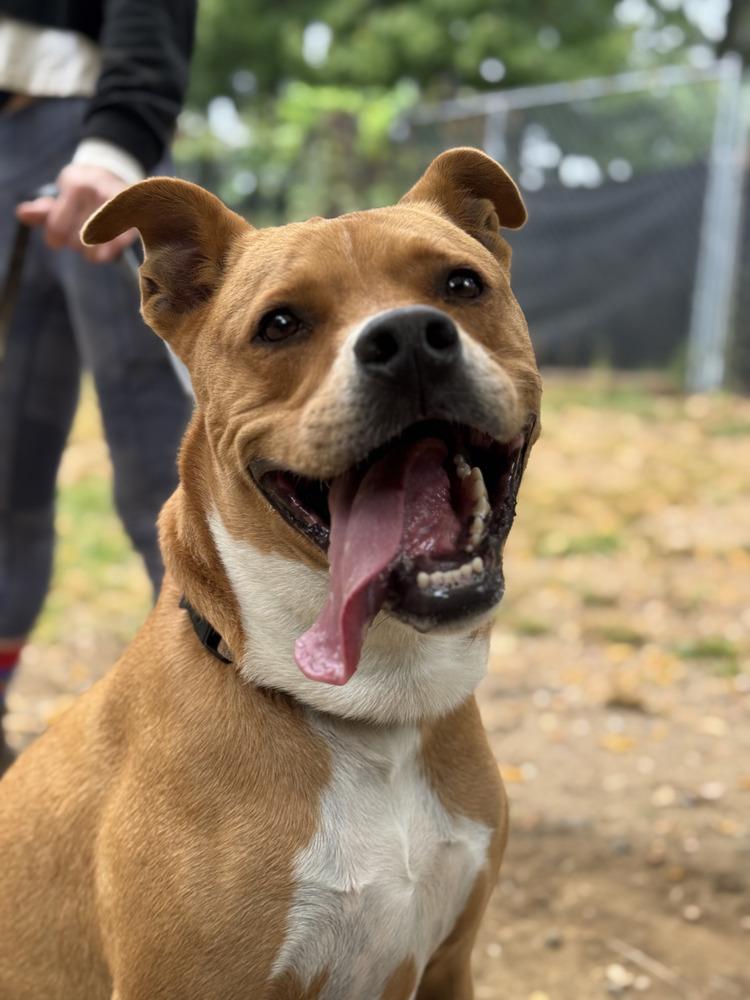Enlarge Cafe - 17058, a Adoptable mixed breed in Armonk, NY image 6/6