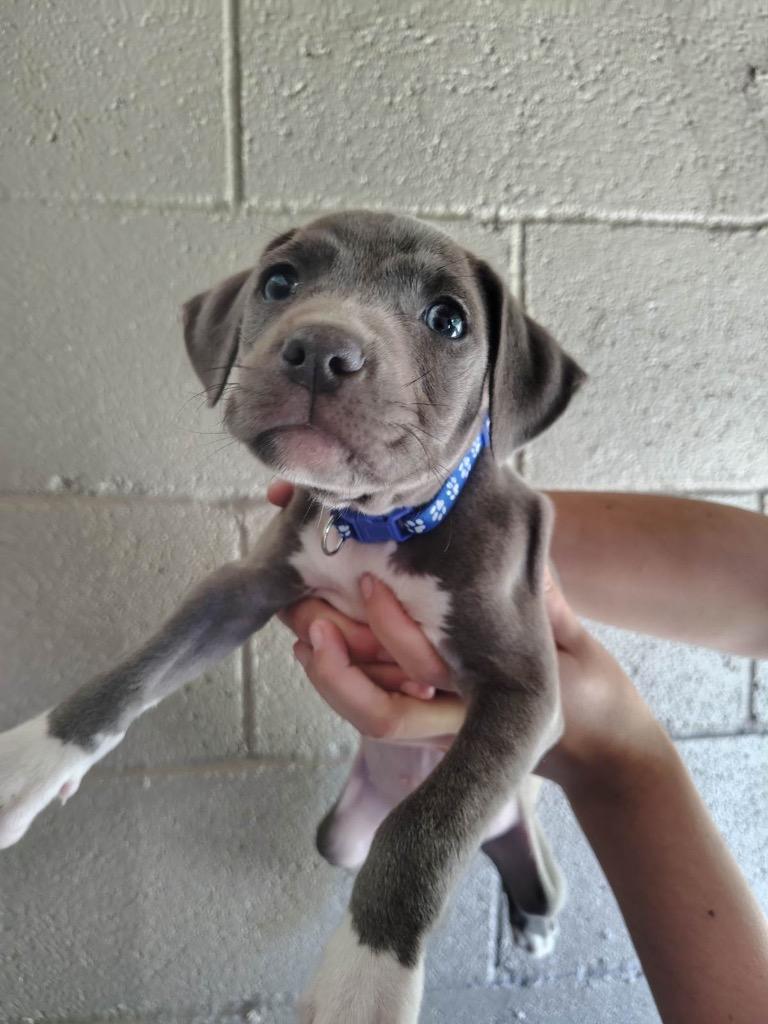 Goblin, Adoptable, Puppy Male Pit Bull Terrier.