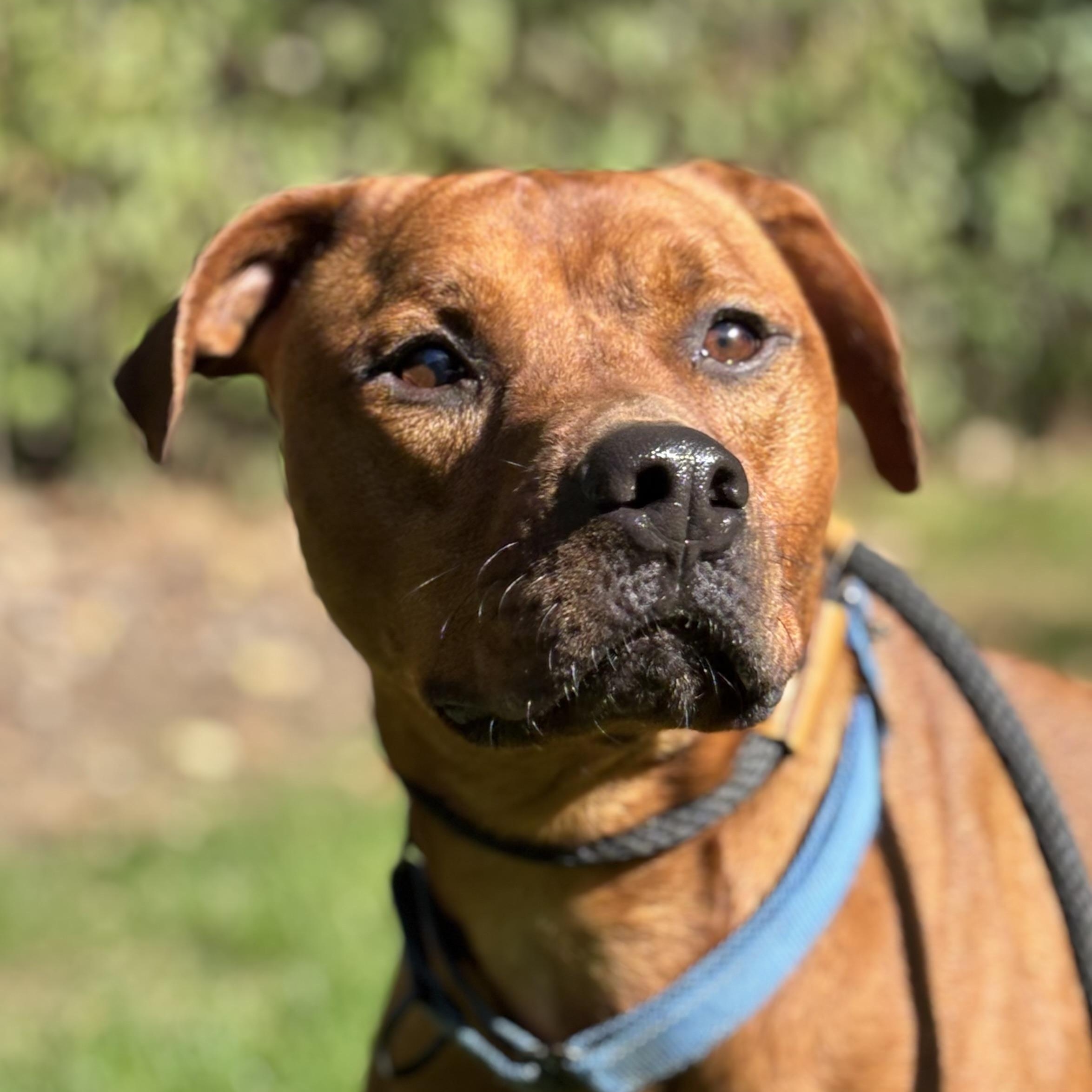 Dwayne, an adoptable Mixed Breed in Mount Pleasant, MI, 48858 | Photo Image 1