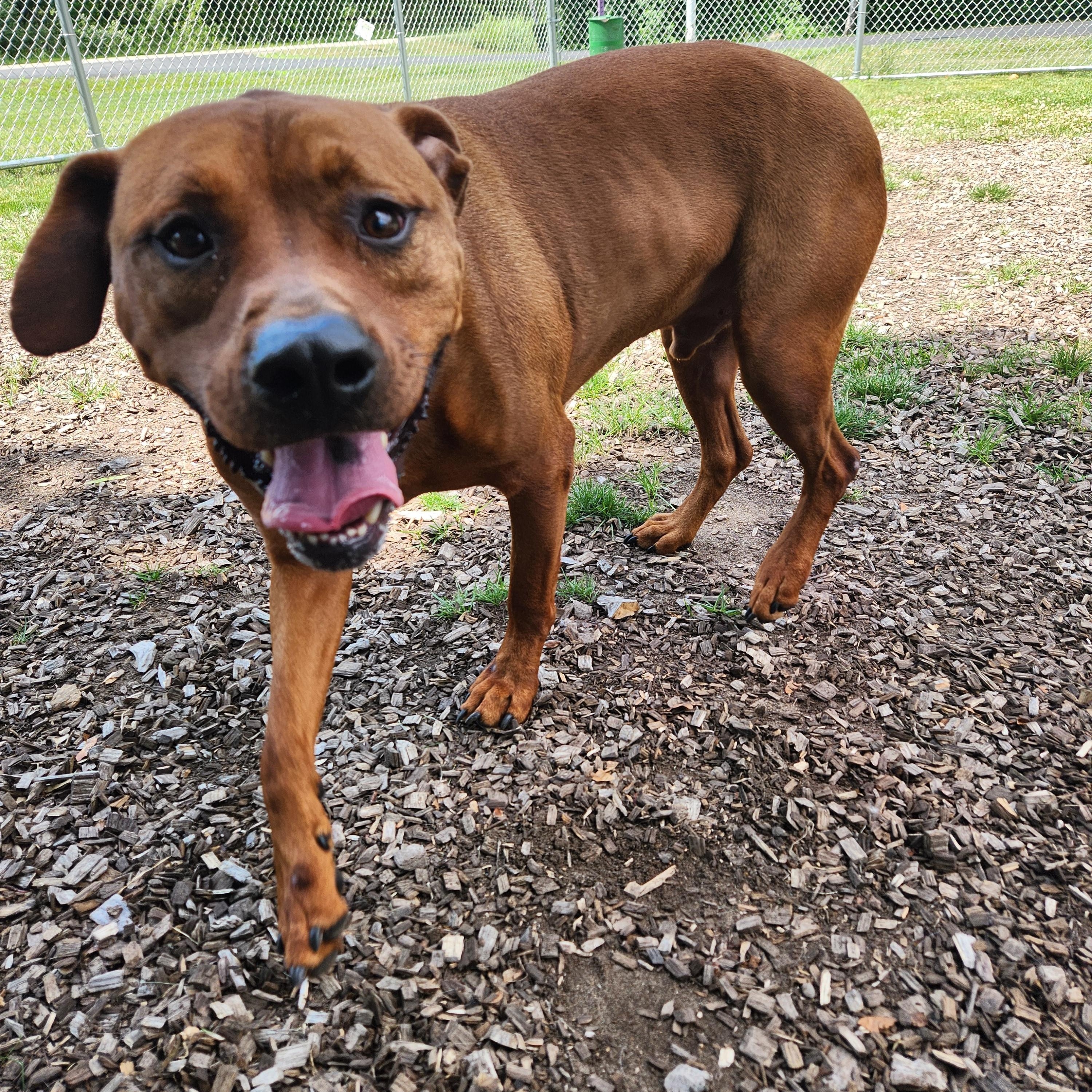 Dwayne, an adoptable Mixed Breed in Mount Pleasant, MI, 48858 | Photo Image 2