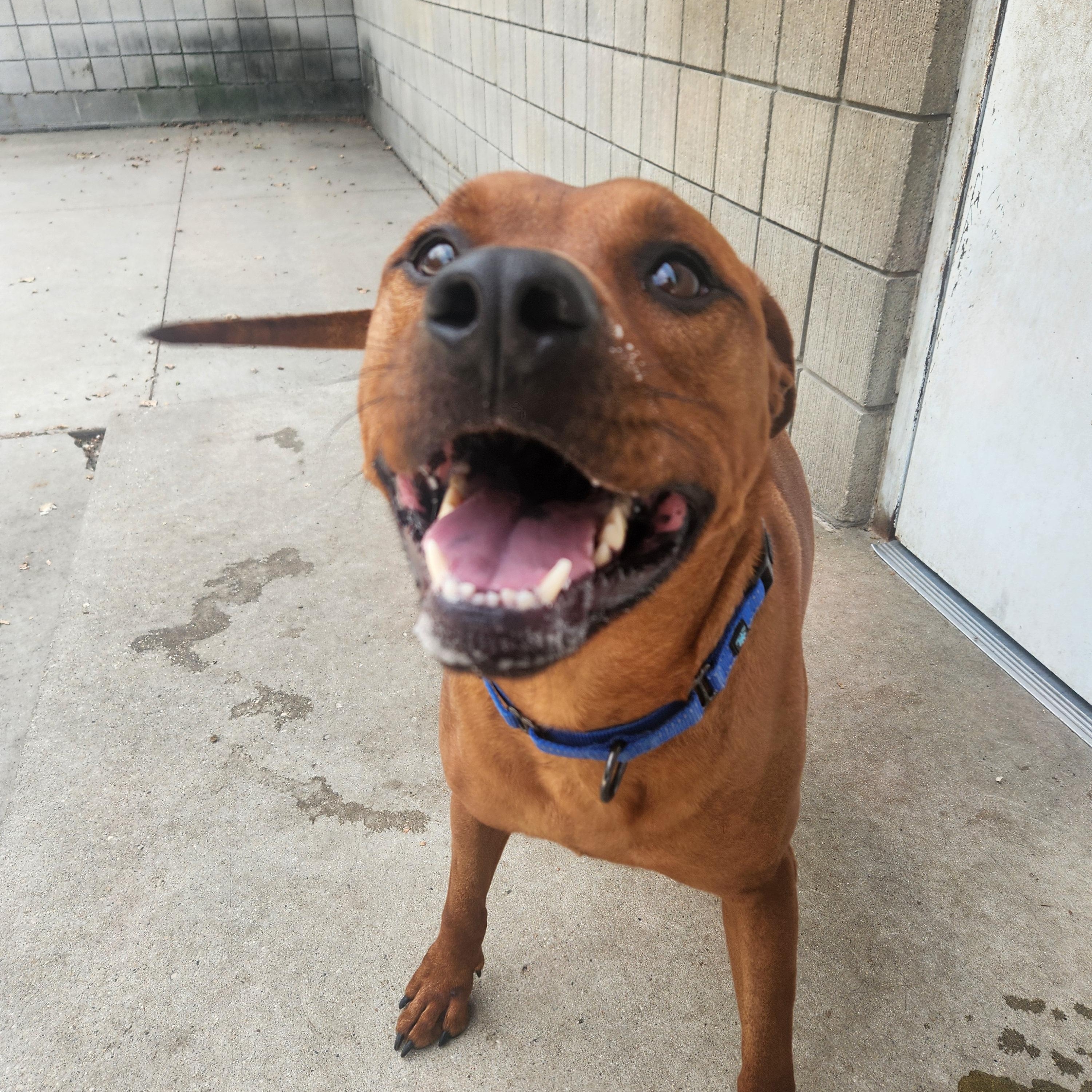 Dwayne, an adoptable Mixed Breed in Mount Pleasant, MI, 48858 | Photo Image 1