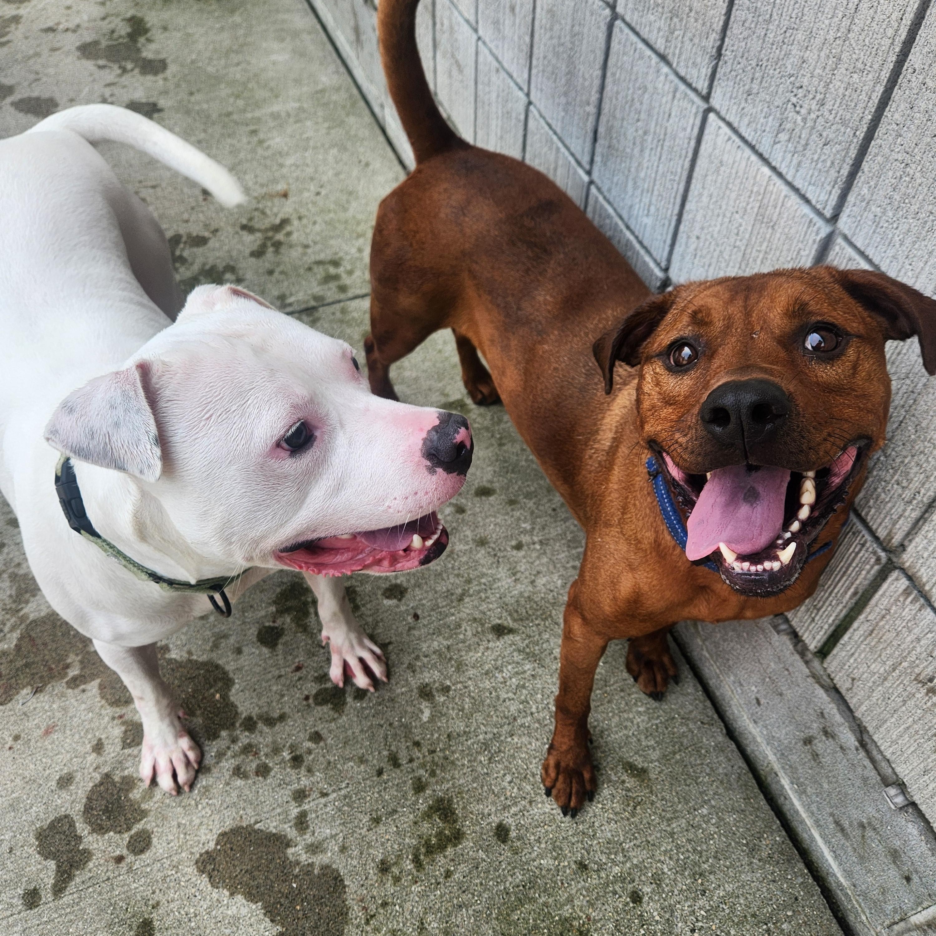 Dwayne, an adoptable Mixed Breed in Mount Pleasant, MI, 48858 | Photo Image 3