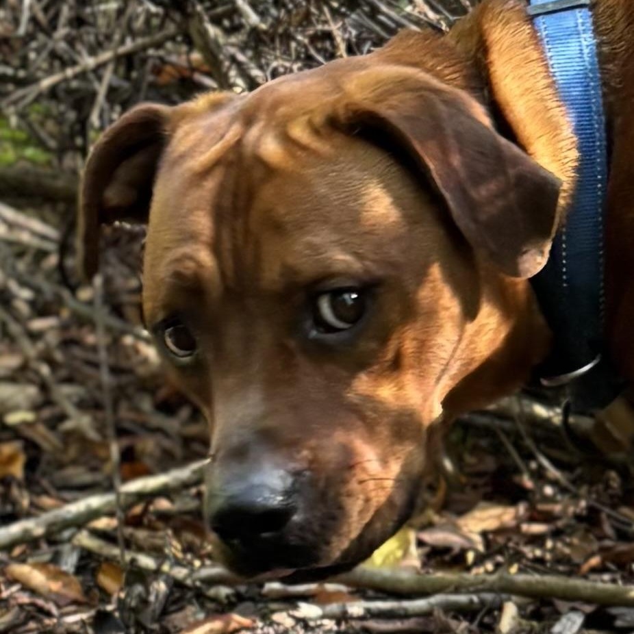 Dwayne, an adoptable Mixed Breed in Mount Pleasant, MI, 48858 | Photo Image 2