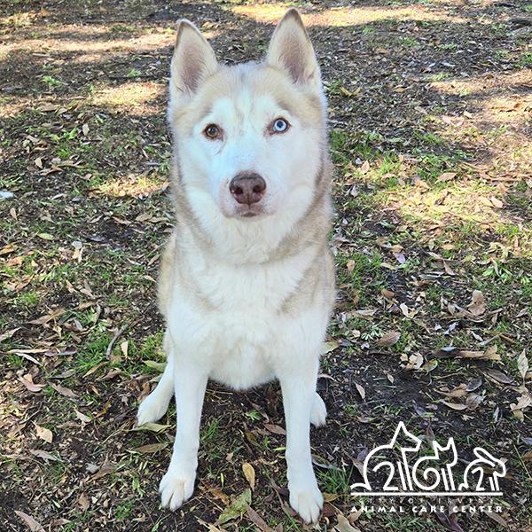 TROY, Adoptable, Adult Male Siberian Husky.