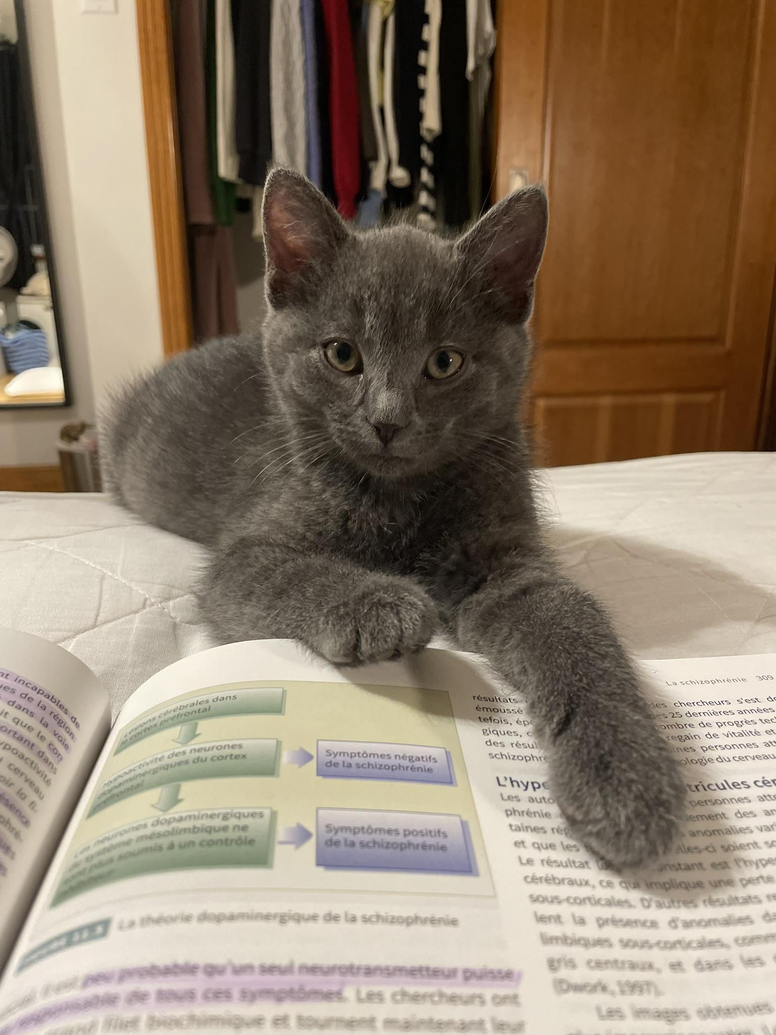 Soupe FA/FF ID 10551