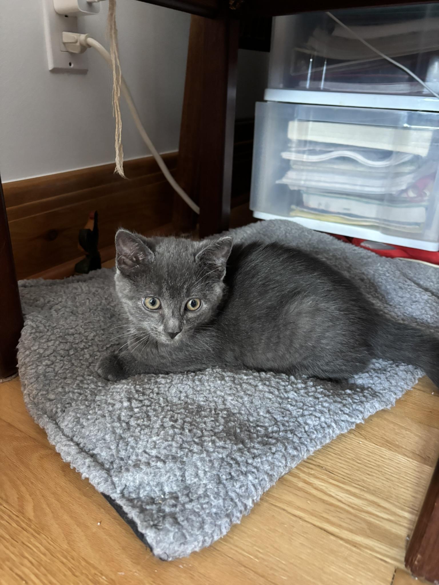 Soupe FA/FF ID 10551