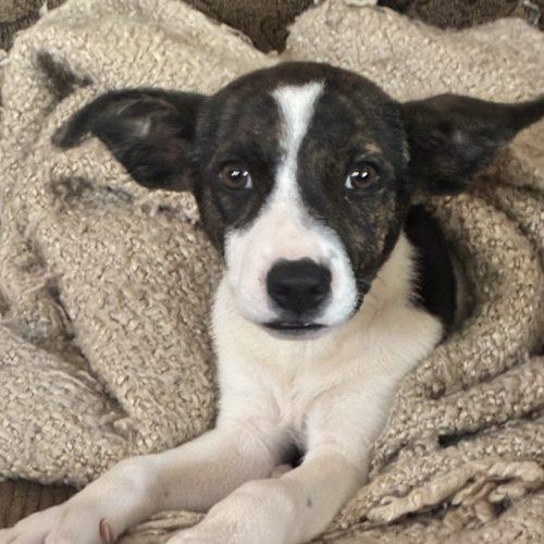 Ariel, Adoptable, Puppy Female Terrier & Mixed Breed.