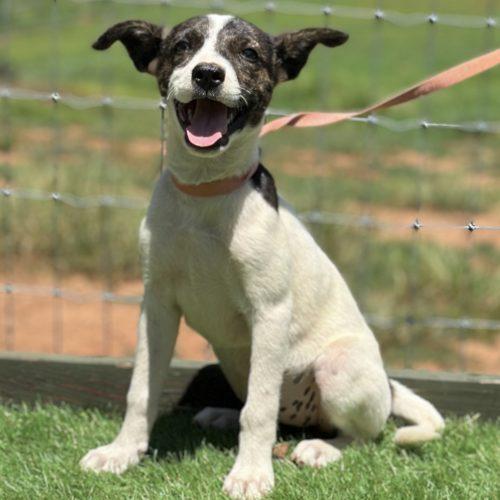 Ariel, a Adoptable mixed breed in Bellmawr, NJ image 2/5