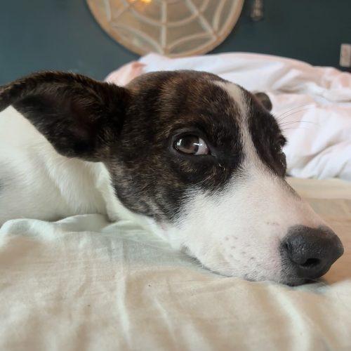 Ariel, a Adoptable mixed breed in Bellmawr, NJ image 3/5