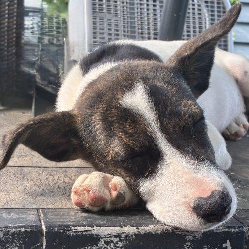 Ariel, a Adoptable mixed breed in Bellmawr, NJ image 4/5
