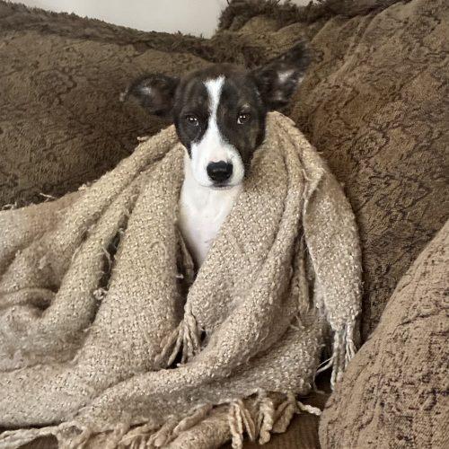 Ariel, a Adoptable mixed breed in Bellmawr, NJ image 5/5