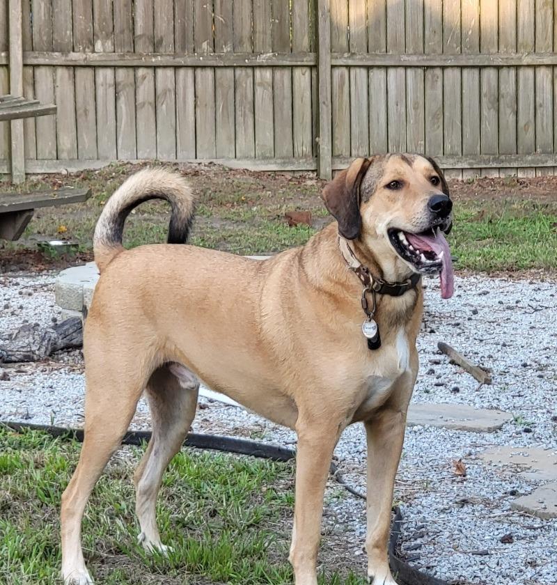 Richie, Adoptable, Adult Male Labrador Retriever & Hound.