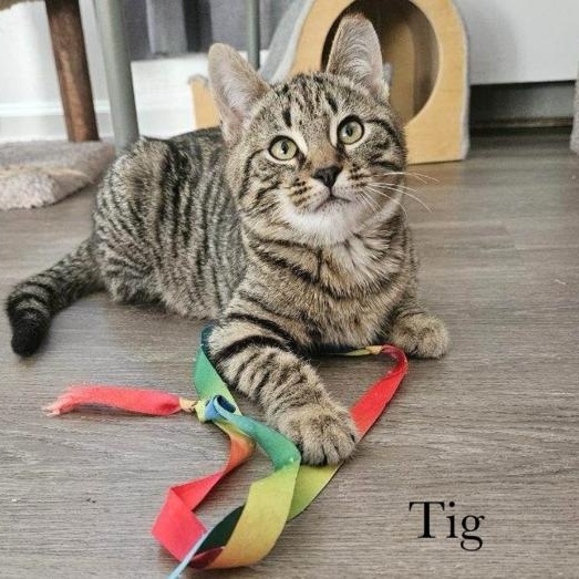 Tig, Adoptable, Kitten Male Domestic Short Hair.