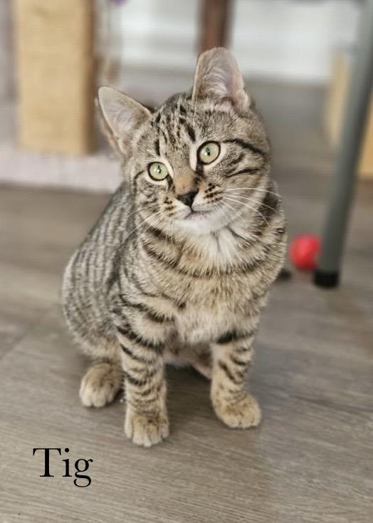 Enlarge Tig, a Adoptable Domestic Short Hair in Chalfont, PA image 4/6