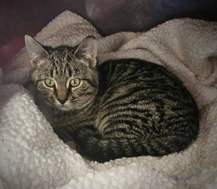 Enlarge Tig, a Adoptable Domestic Short Hair in Chalfont, PA image 5/6