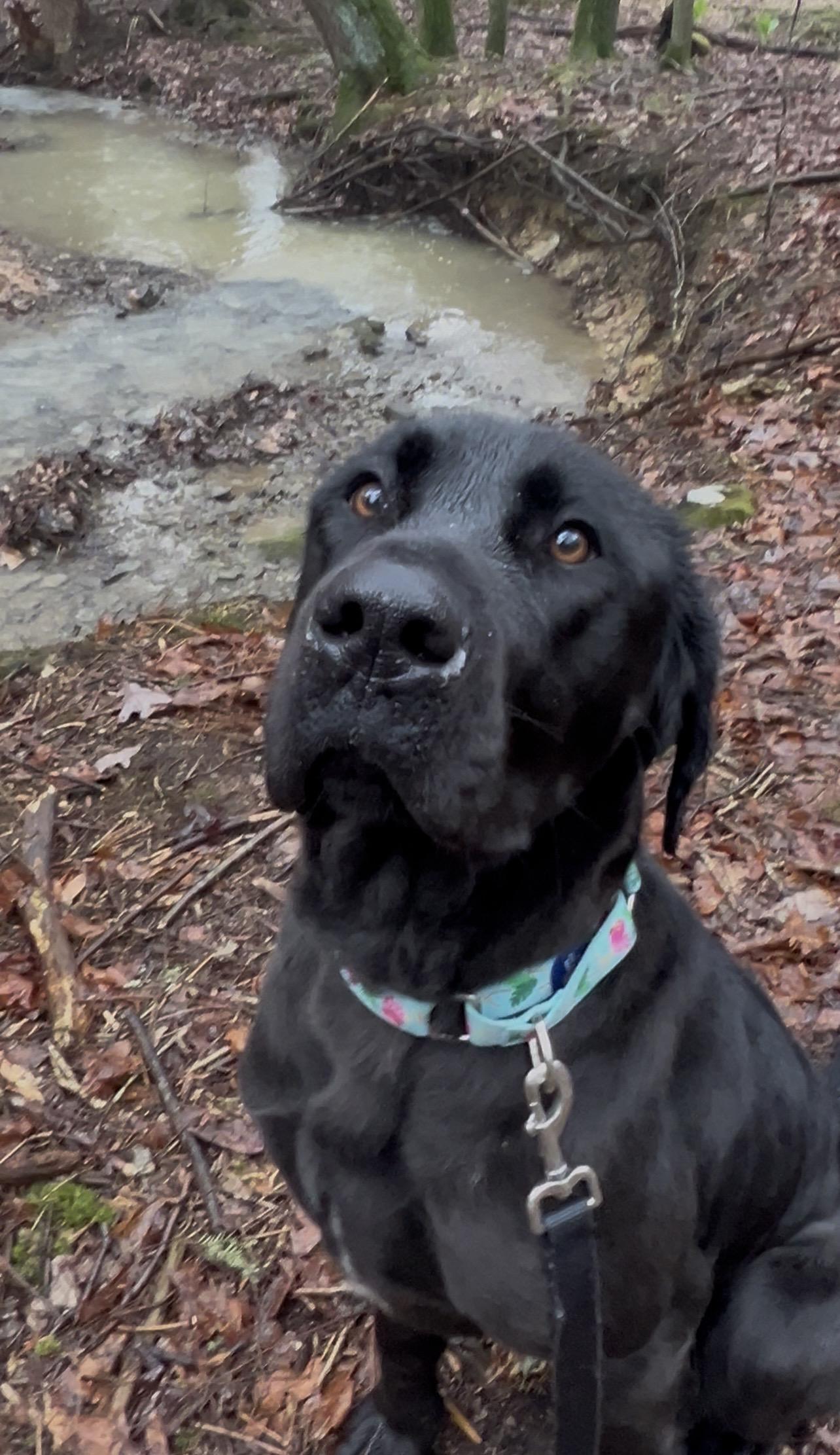 ENDIVE, adopted, Young Female Labrador Retriever & Great Dane.