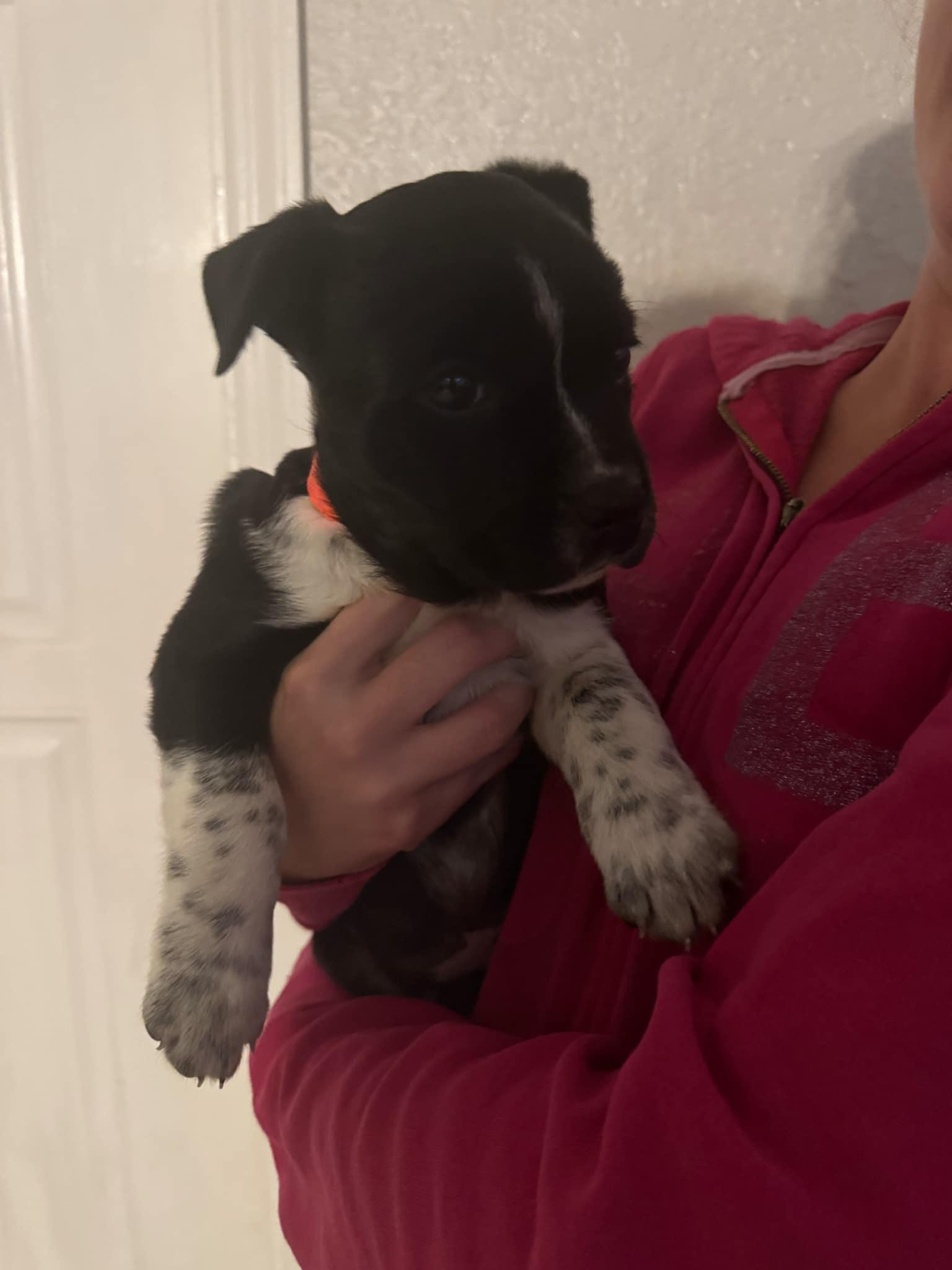 Willow, a Adoptable mixed breed in Loxahatchee, FL image 4/4