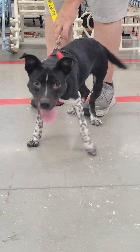 Willow, a Adoptable mixed breed in Loxahatchee, FL image 2/4