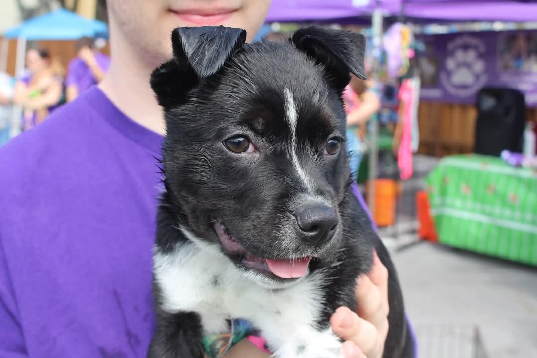 Willow, a Adoptable mixed breed in Loxahatchee, FL image 3/4