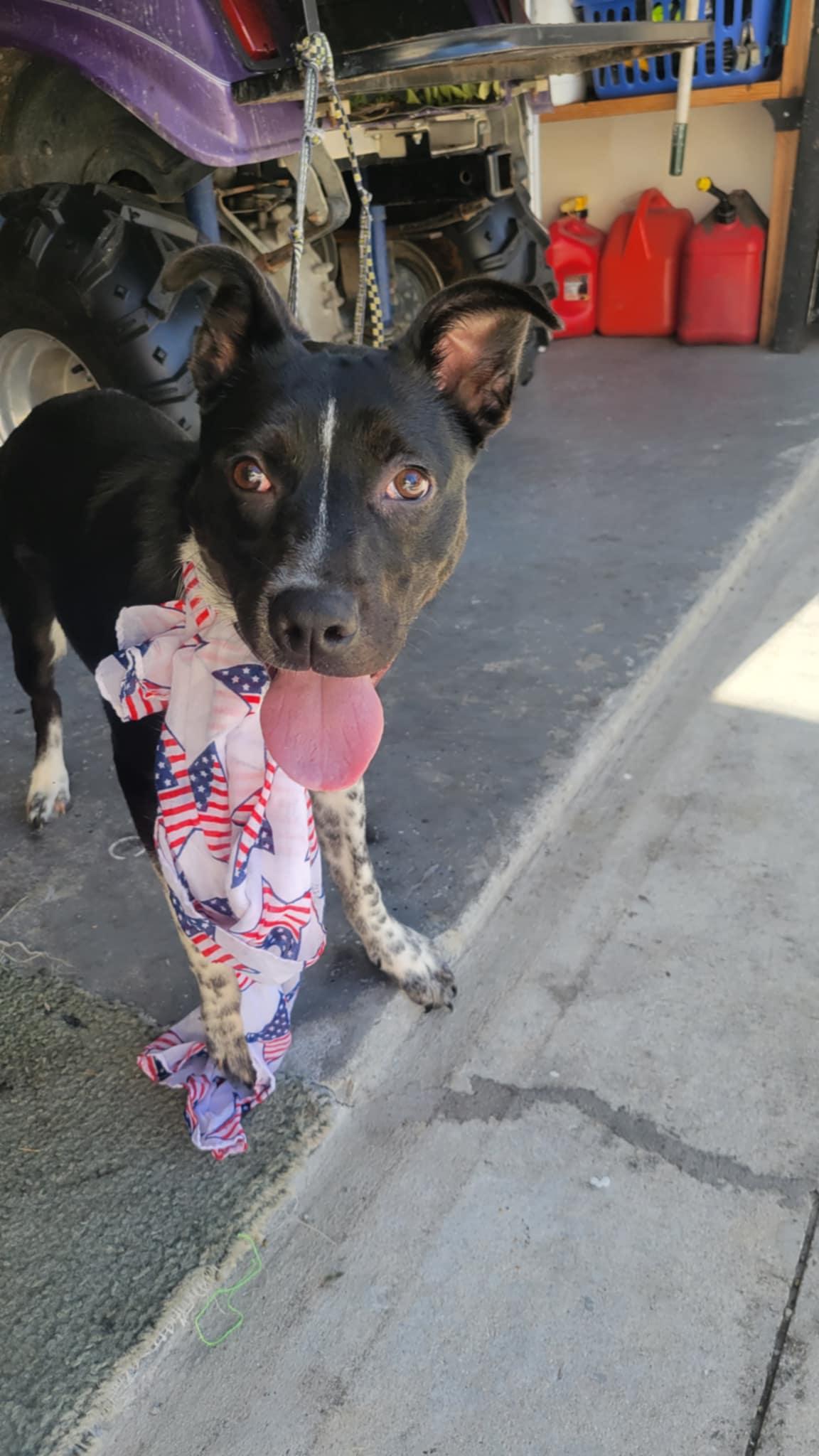 Willow, a Adoptable mixed breed in Loxahatchee, FL image 1/4