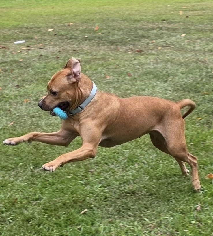 Duchess, Adoptable, Young Female Pit Bull Terrier.