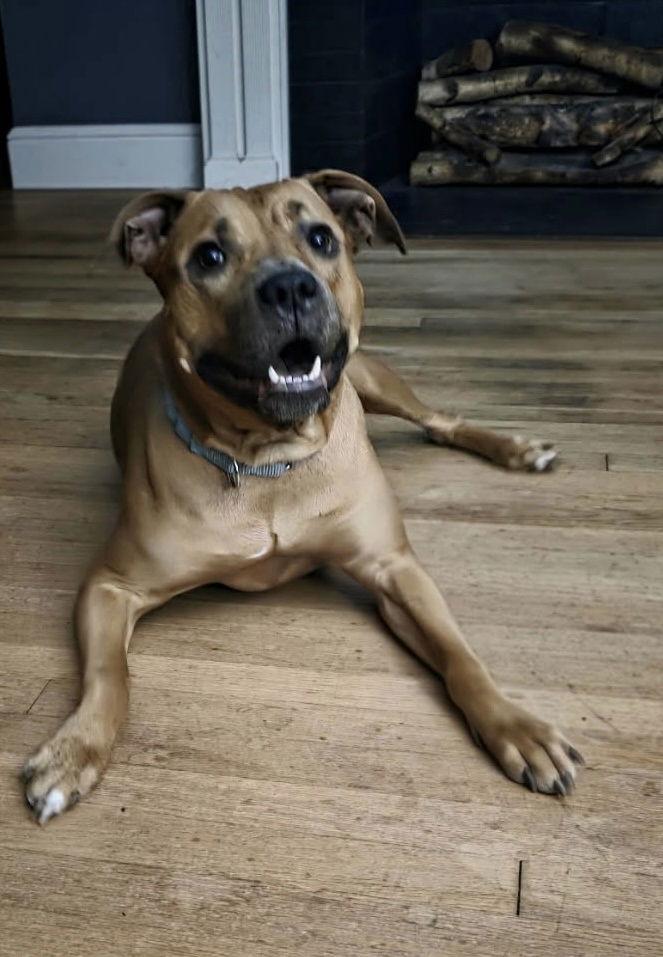 Duchess, a Adoptable Pit Bull Terrier in Chatham, VA image 2/3