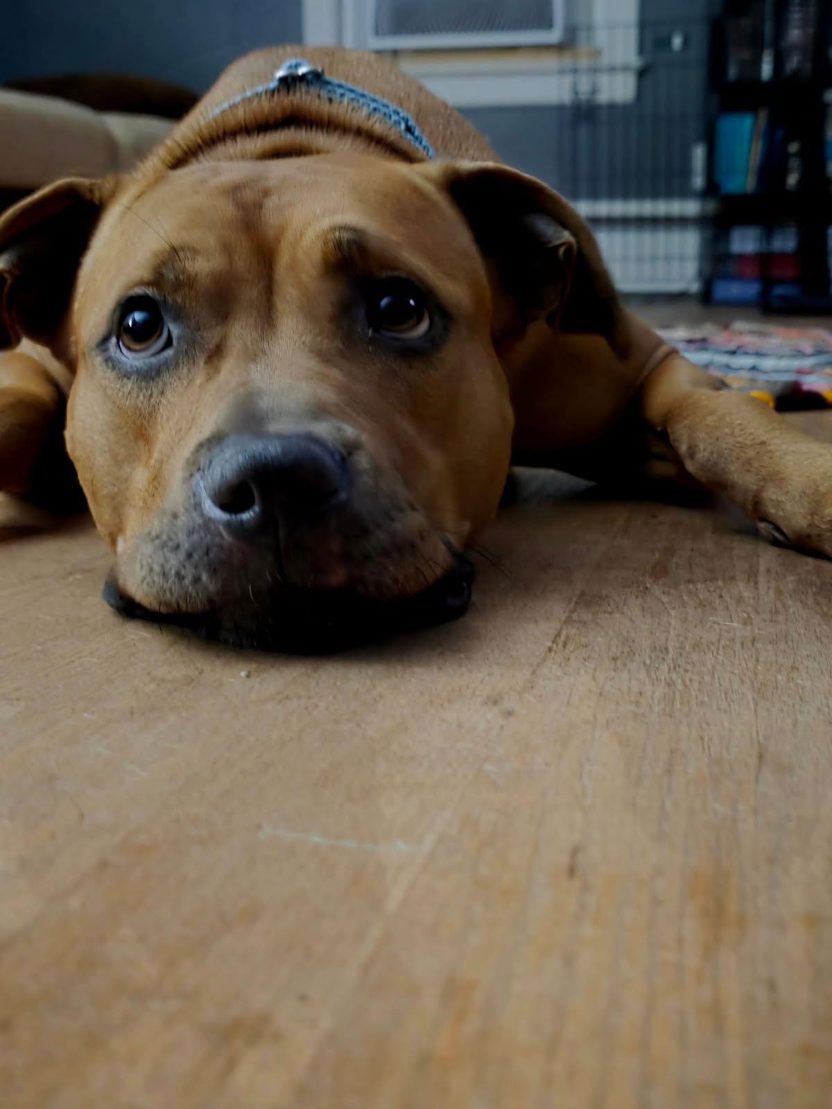 Duchess, a Adoptable Pit Bull Terrier in Chatham, VA image 3/3