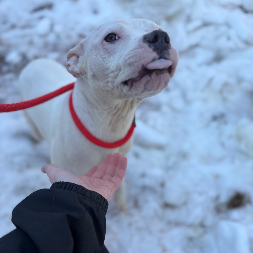 Sweethearts, Adoptable, Adult Female Pit Bull Terrier.