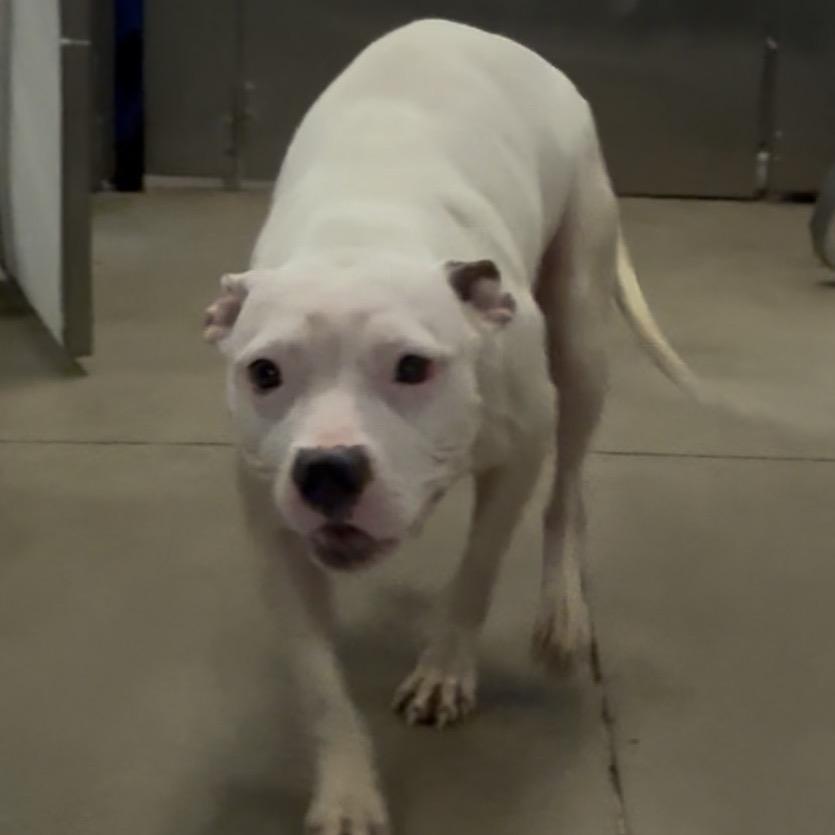 Enlarge Sweethearts, a Adoptable Pit Bull Terrier in York, PA image 2/6