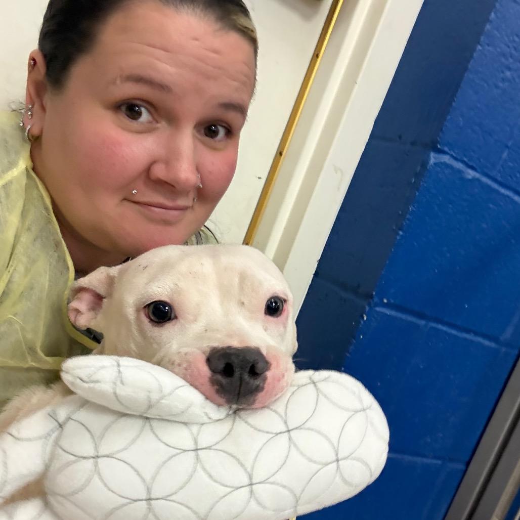 Enlarge Sweethearts, a Adoptable Pit Bull Terrier in York, PA image 3/6