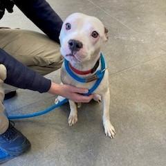 Enlarge Sweethearts, a Adoptable Pit Bull Terrier in York, PA image 5/6