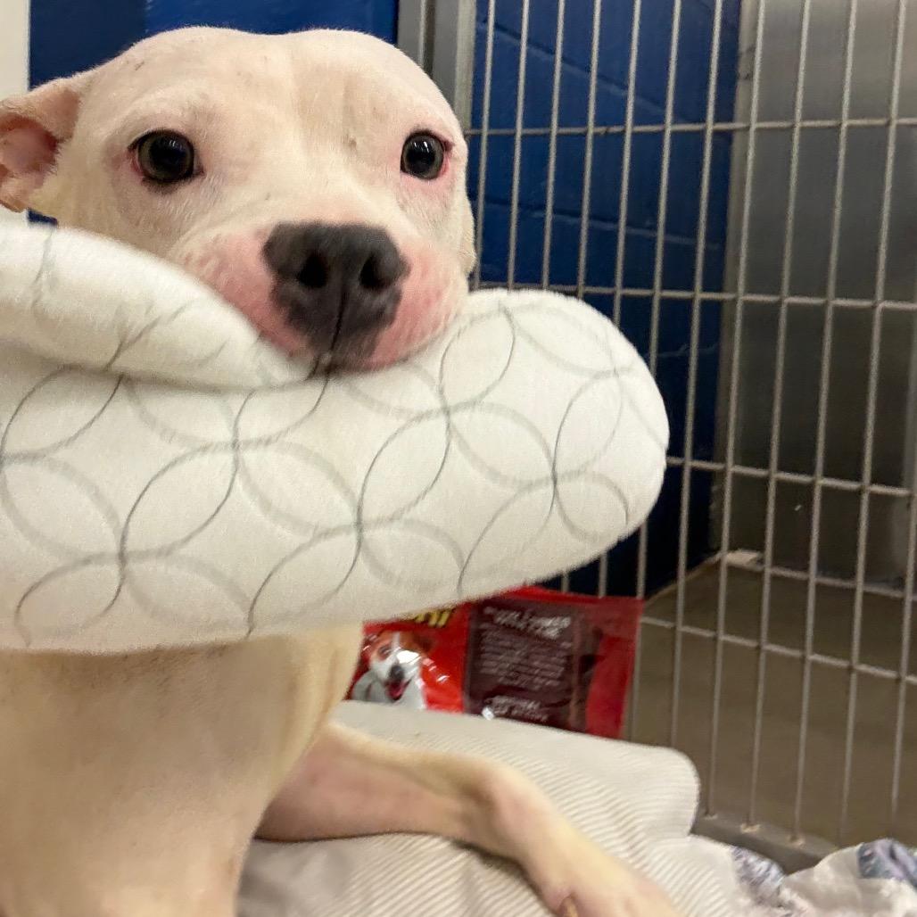 Enlarge Sweethearts, a Adoptable Pit Bull Terrier in York, PA image 6/6