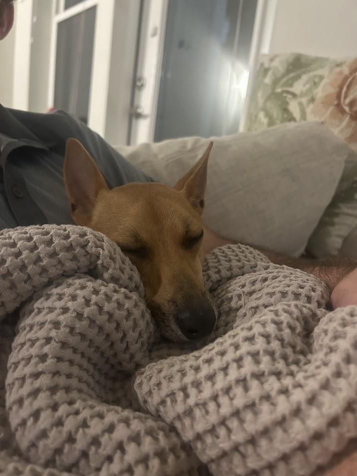 Enlarge Enzo, a Adoptable mixed breed in North Charleston, SC image 2/3