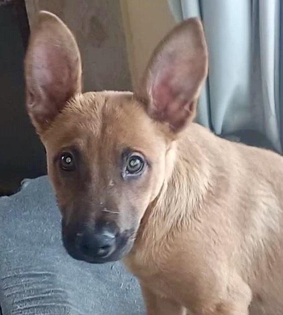 Zeus, Adopted, Puppy Male German Pinscher & Jack Russell Terrier.