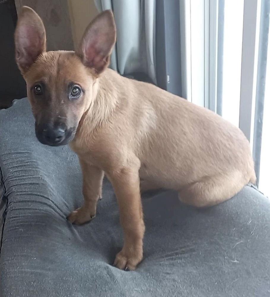 Zeus, a Adopted mixed breed in Playa Encantada, BCN image 3/4