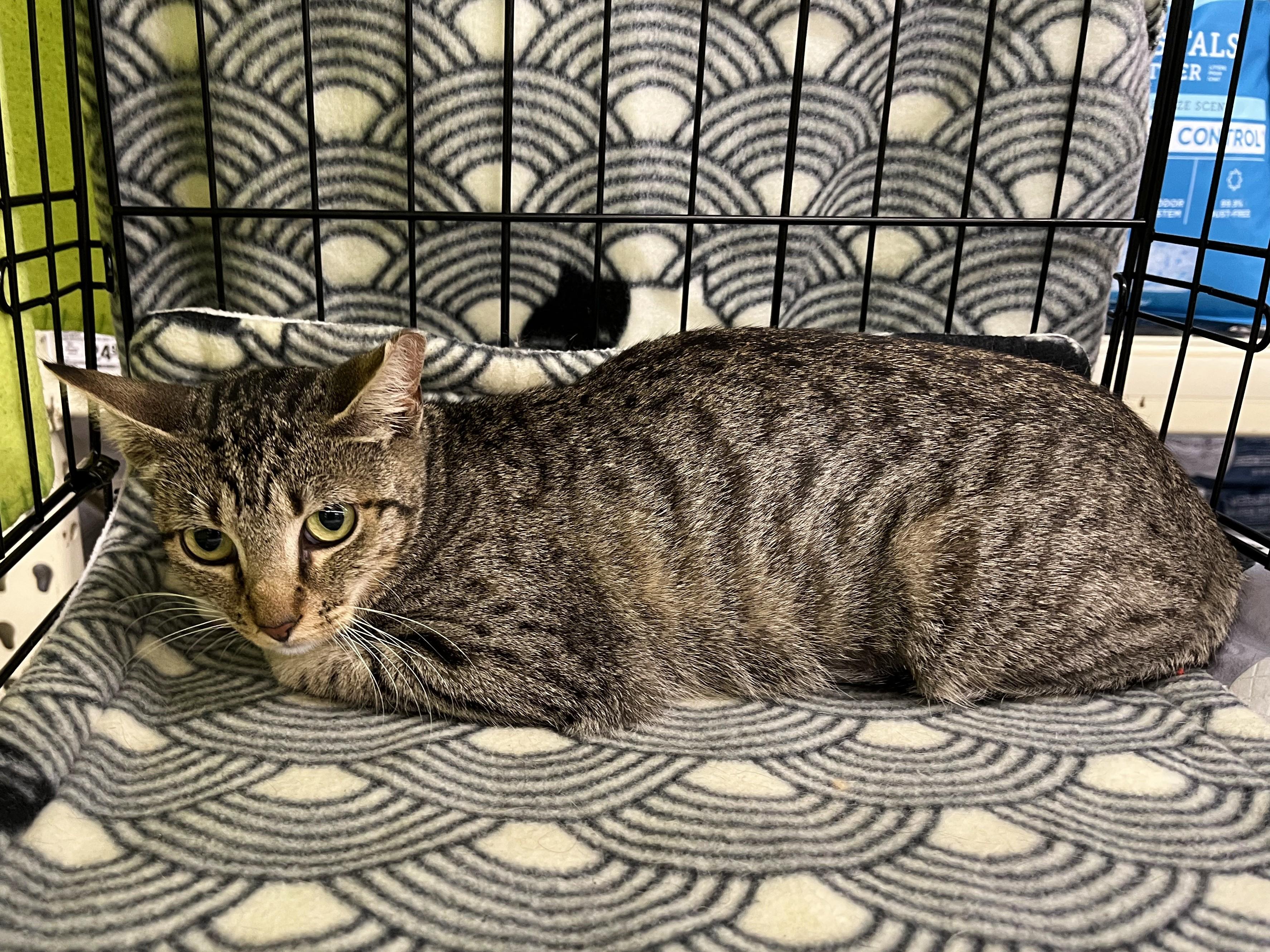 Molly, Young Female unknown