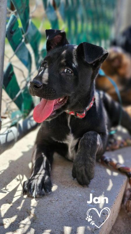 Jan, a Adopted mixed breed in Monte Vista, CO image 1/3