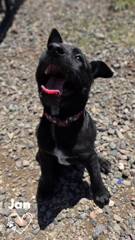 Jan, a Adopted mixed breed in Monte Vista, CO image 3/3