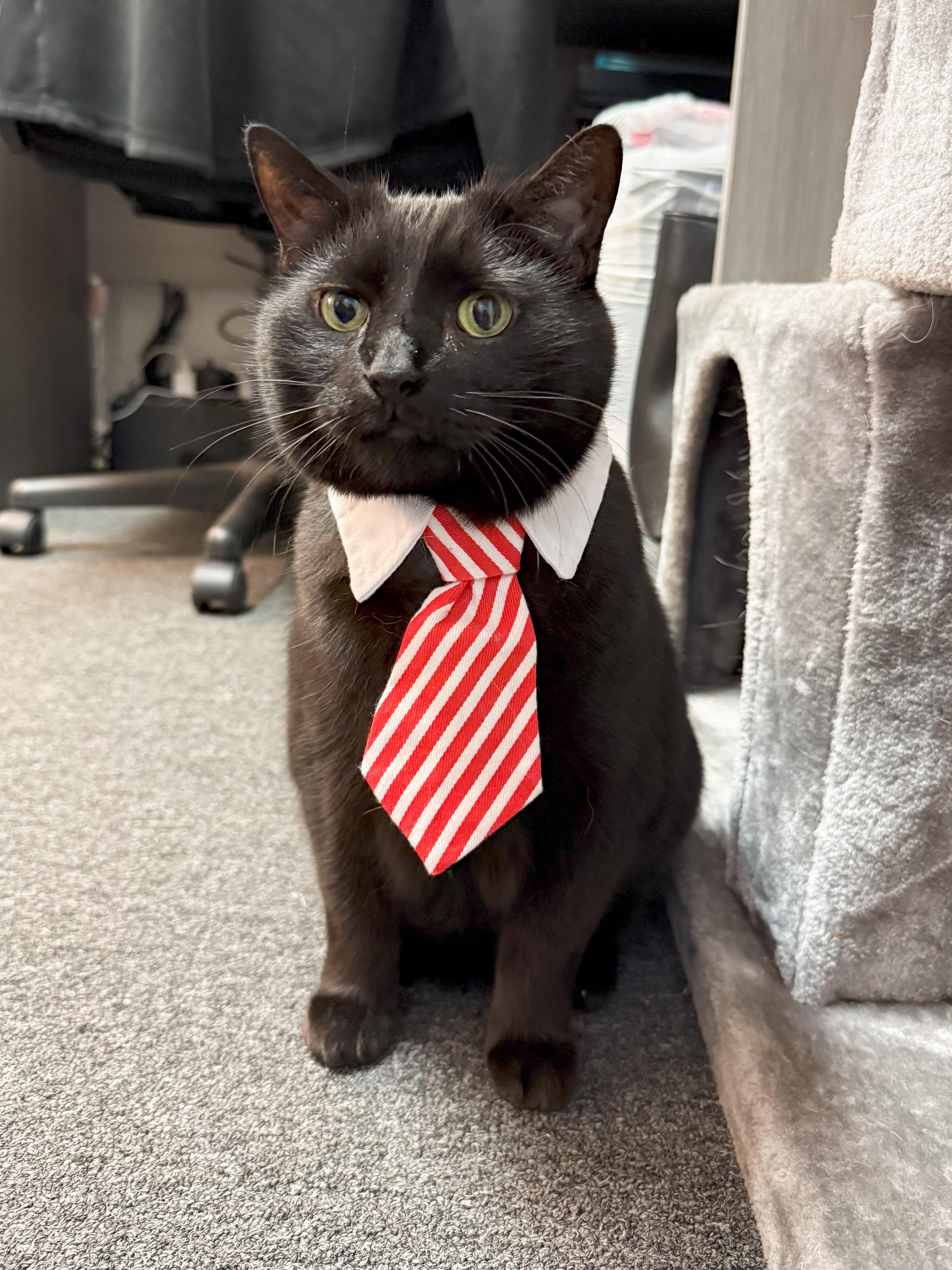 TC, a Adoptable Domestic Short Hair in Providence Forge, VA image 2/6