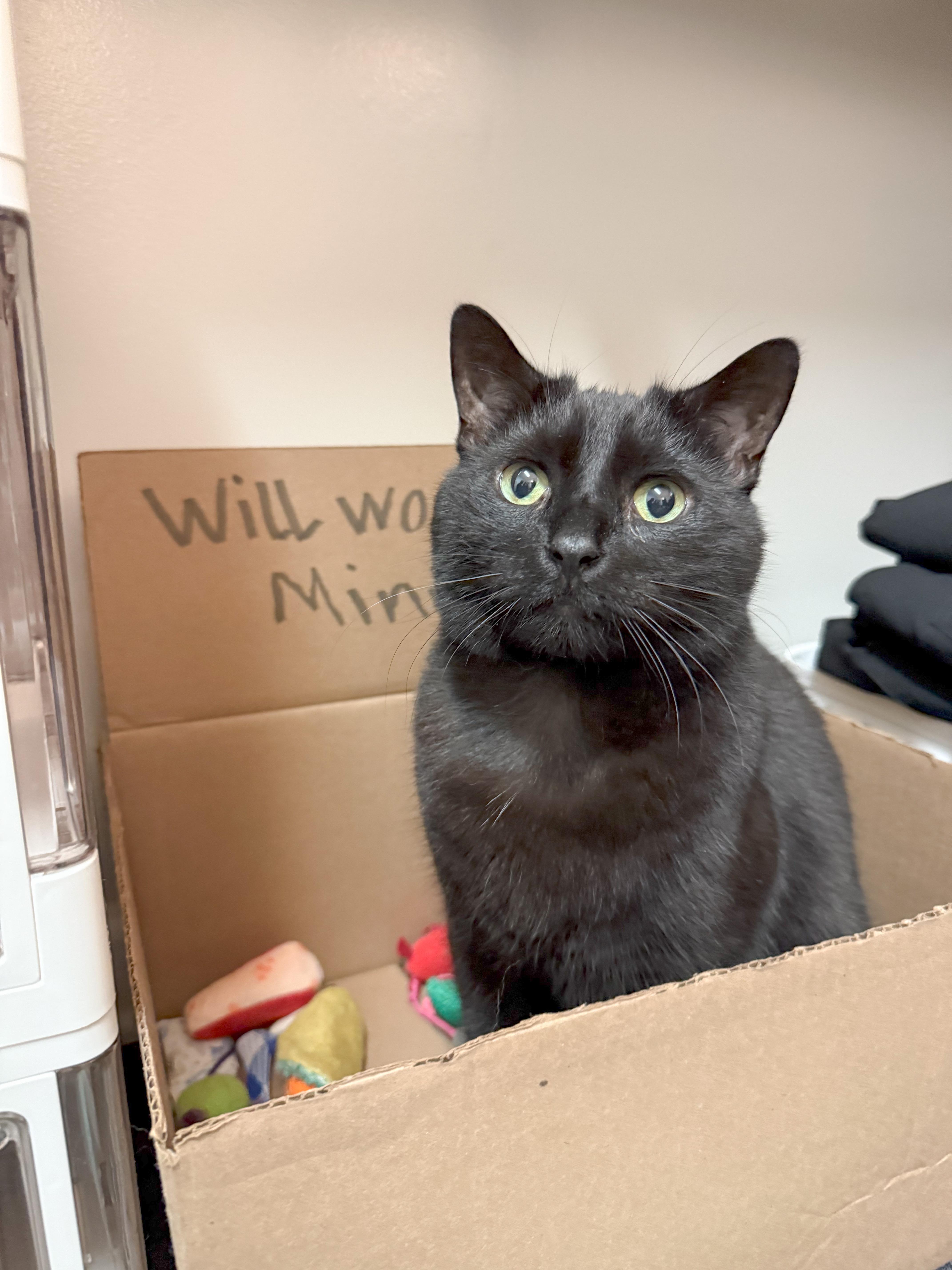 TC, a Adoptable Domestic Short Hair in Providence Forge, VA image 3/6