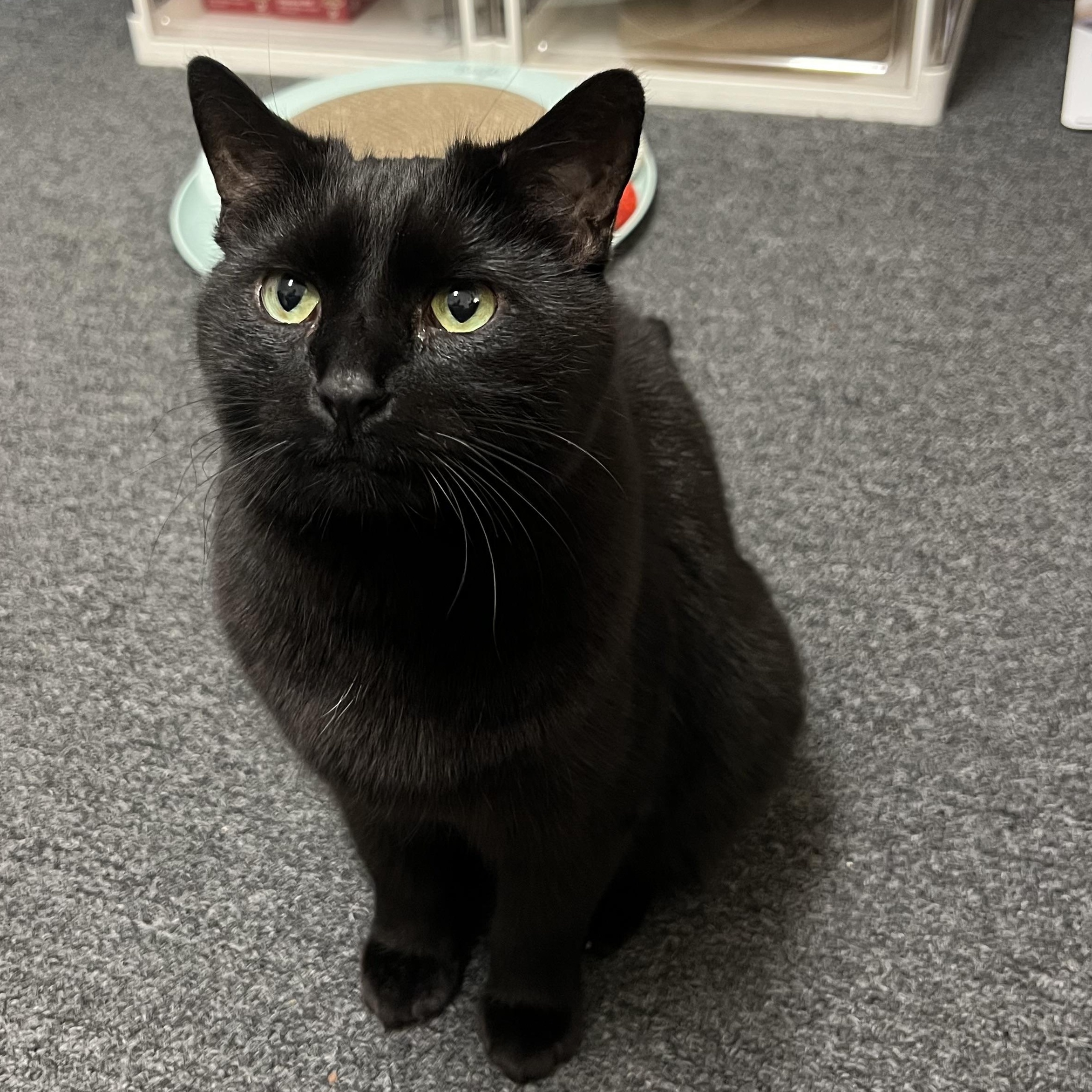 TC, a Adoptable Domestic Short Hair in Providence Forge, VA image 5/6