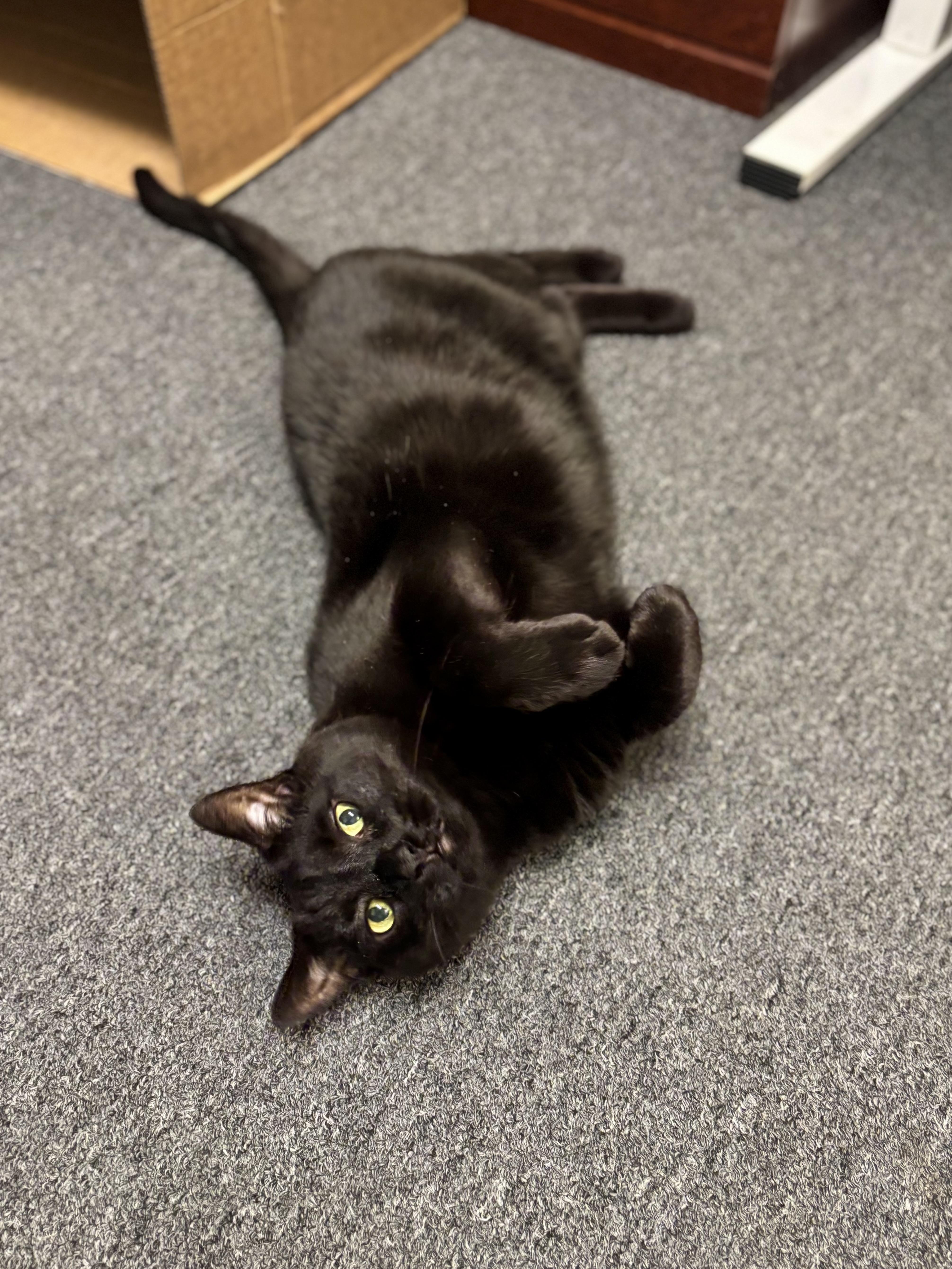 TC, a Adoptable Domestic Short Hair in Providence Forge, VA image 1/6