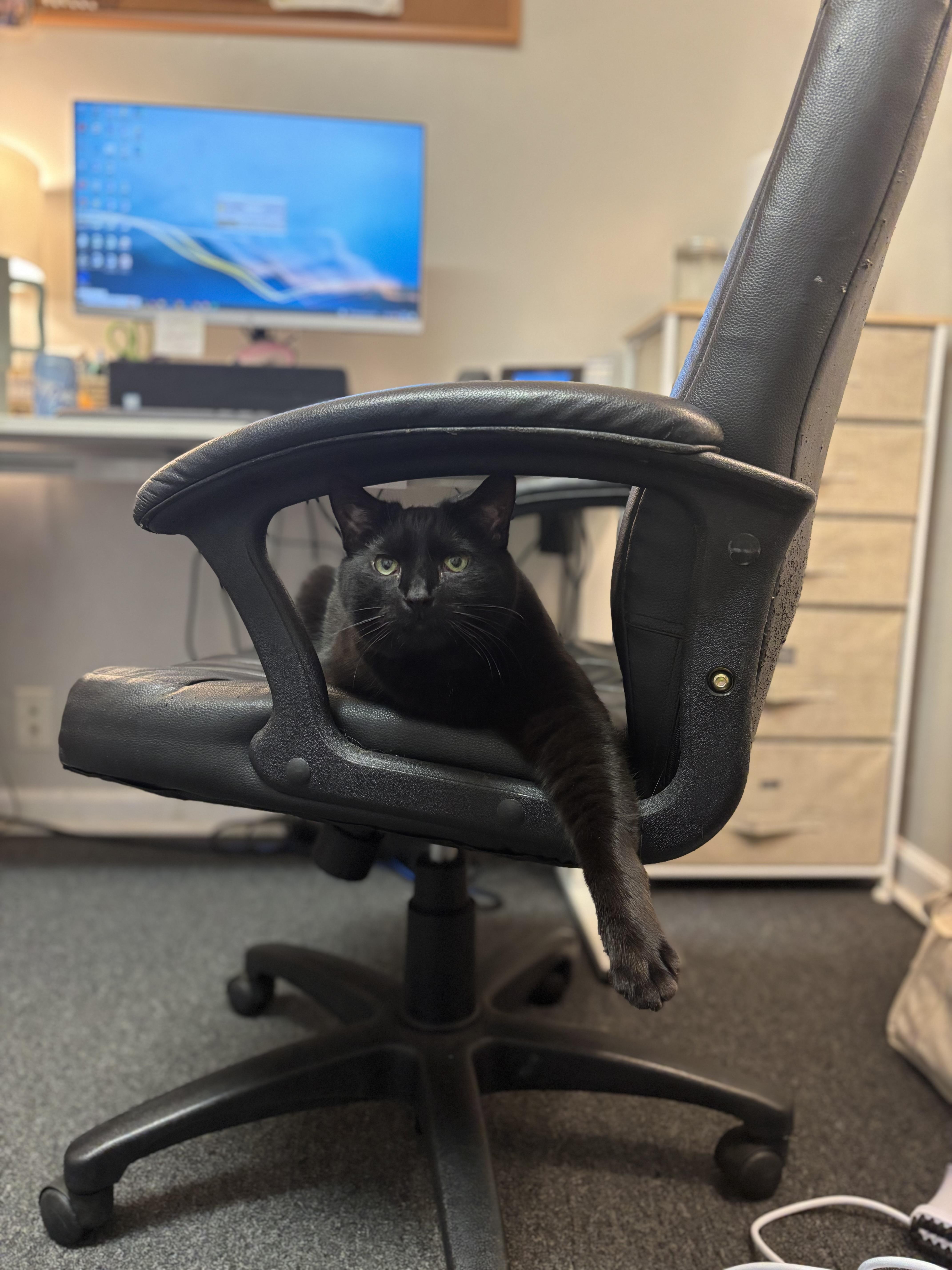 TC, a Adoptable Domestic Short Hair in Providence Forge, VA image 6/6