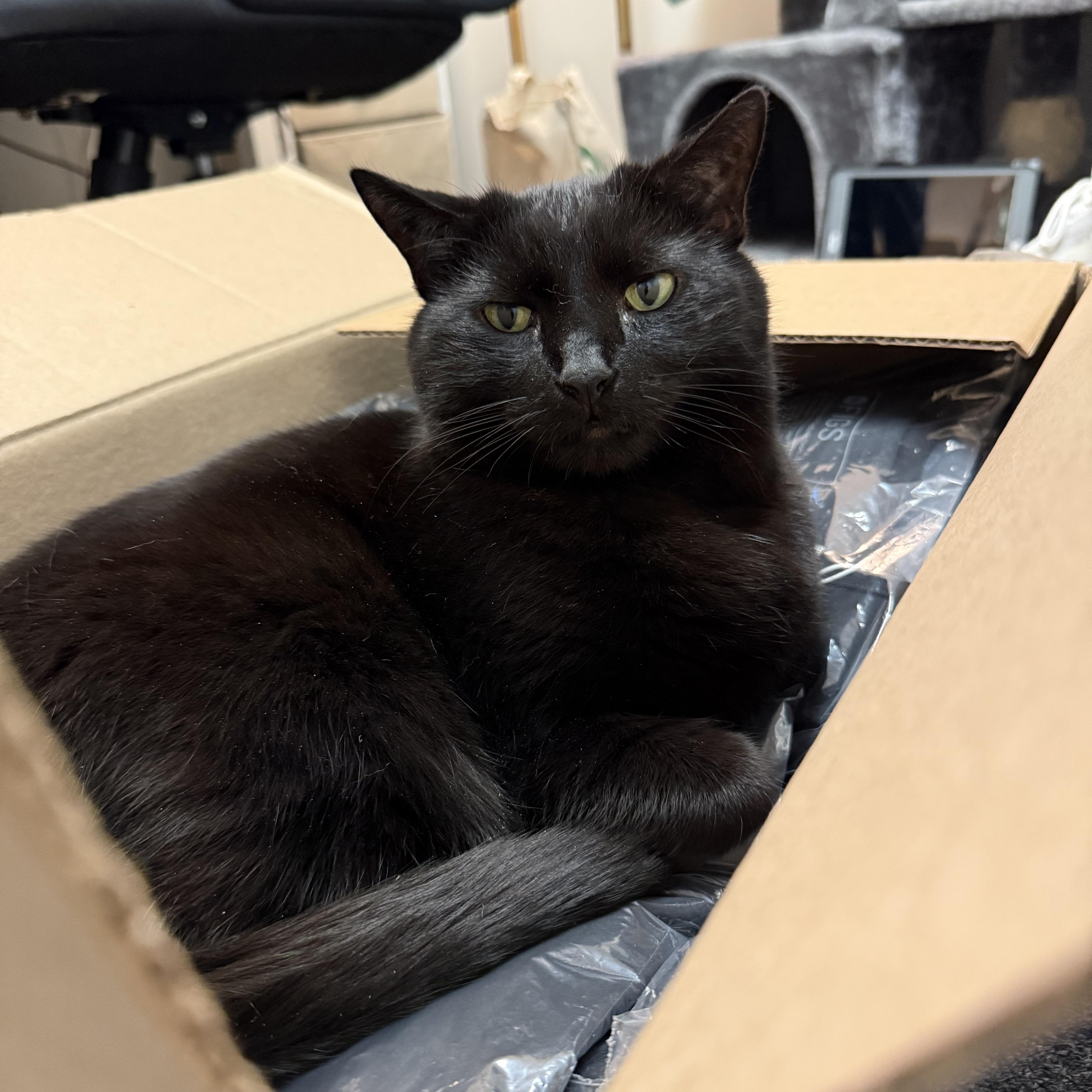 TC, a Adoptable Domestic Short Hair in Providence Forge, VA image 4/6