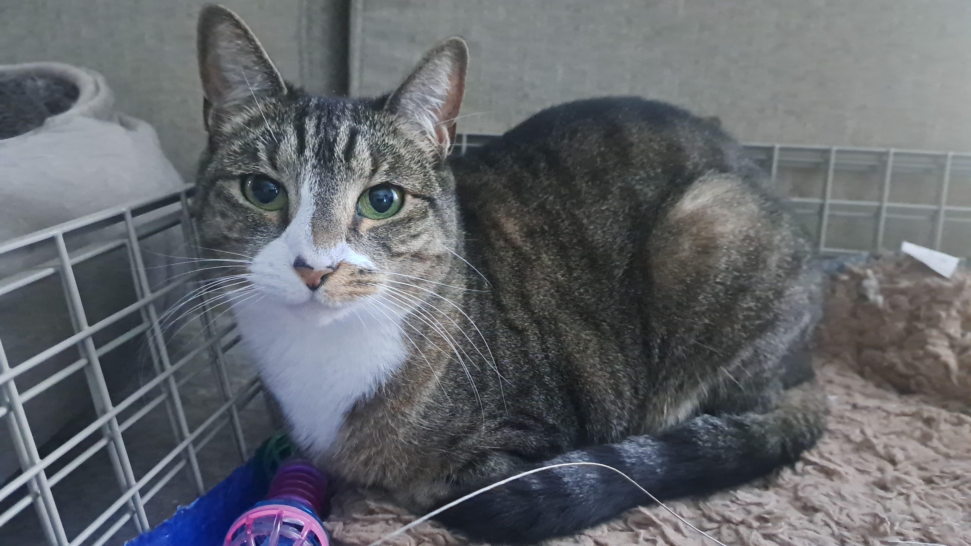 Enlarge Vinny and Obi, a ADOPTABLE Domestic Short Hair in Brooklyn, NY image 1/4
