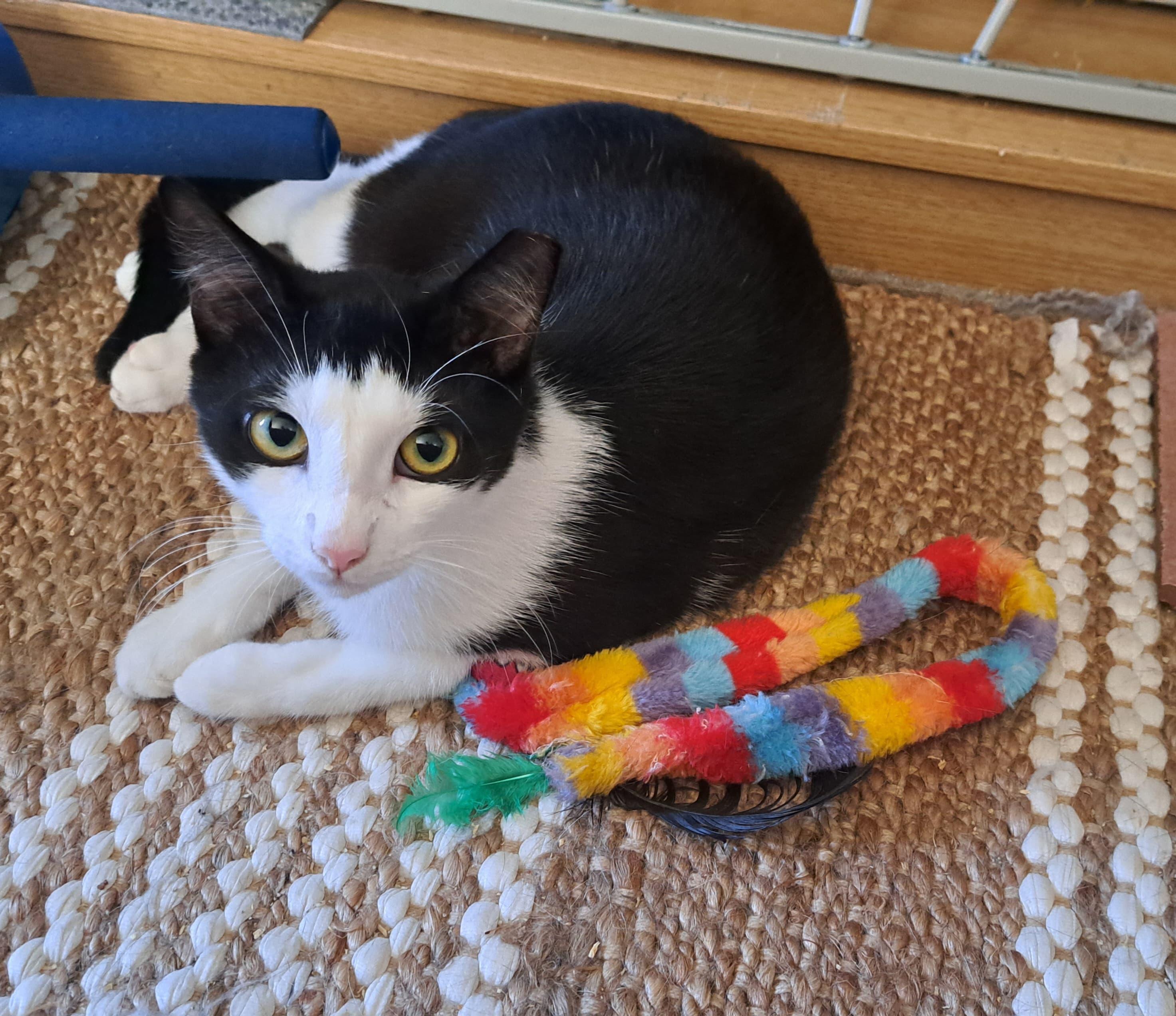 Enlarge Vinny and Obi, a ADOPTABLE Domestic Short Hair in Brooklyn, NY image 2/4