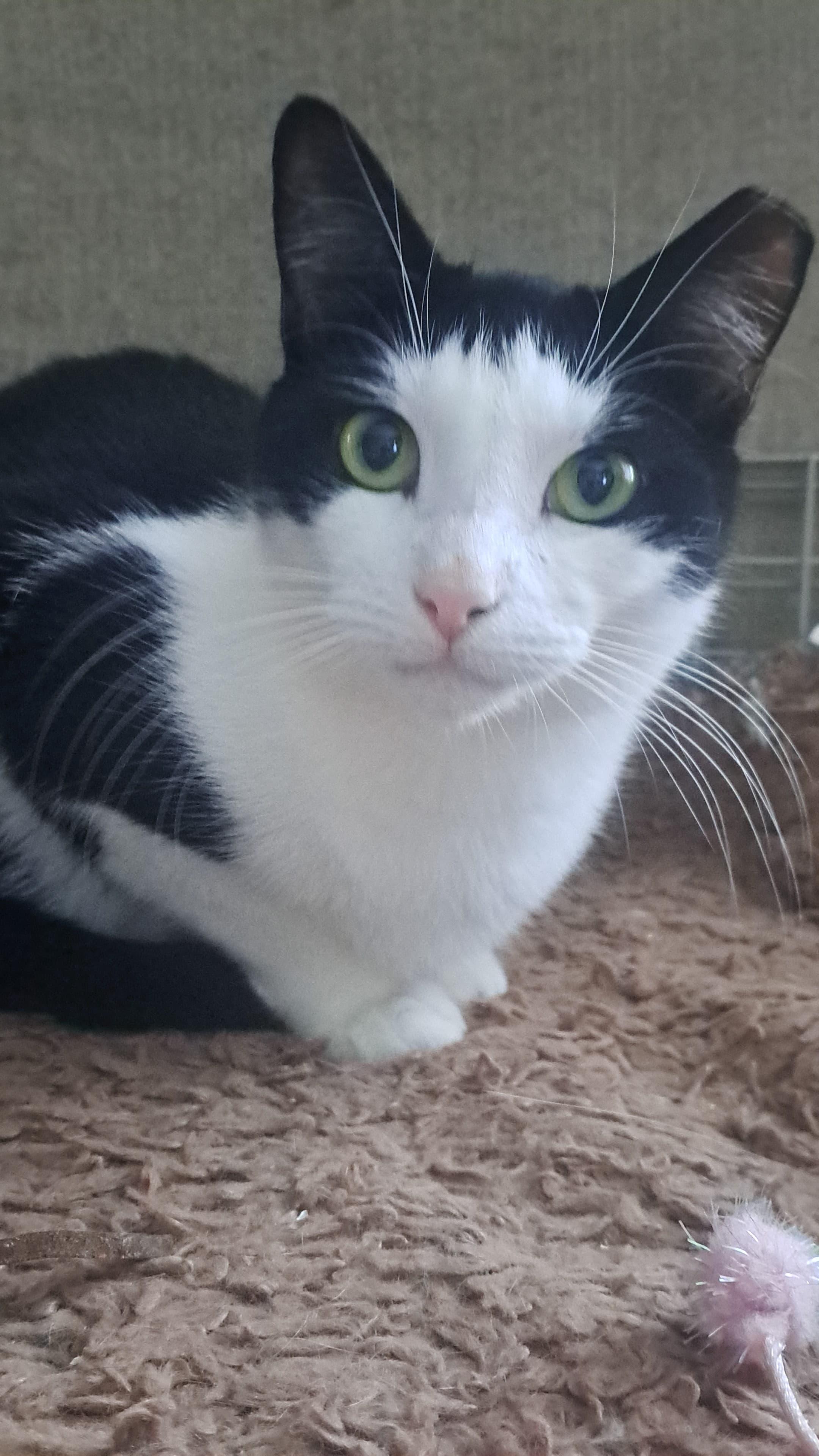 Enlarge Vinny and Obi, a ADOPTABLE Domestic Short Hair in Brooklyn, NY image 3/4