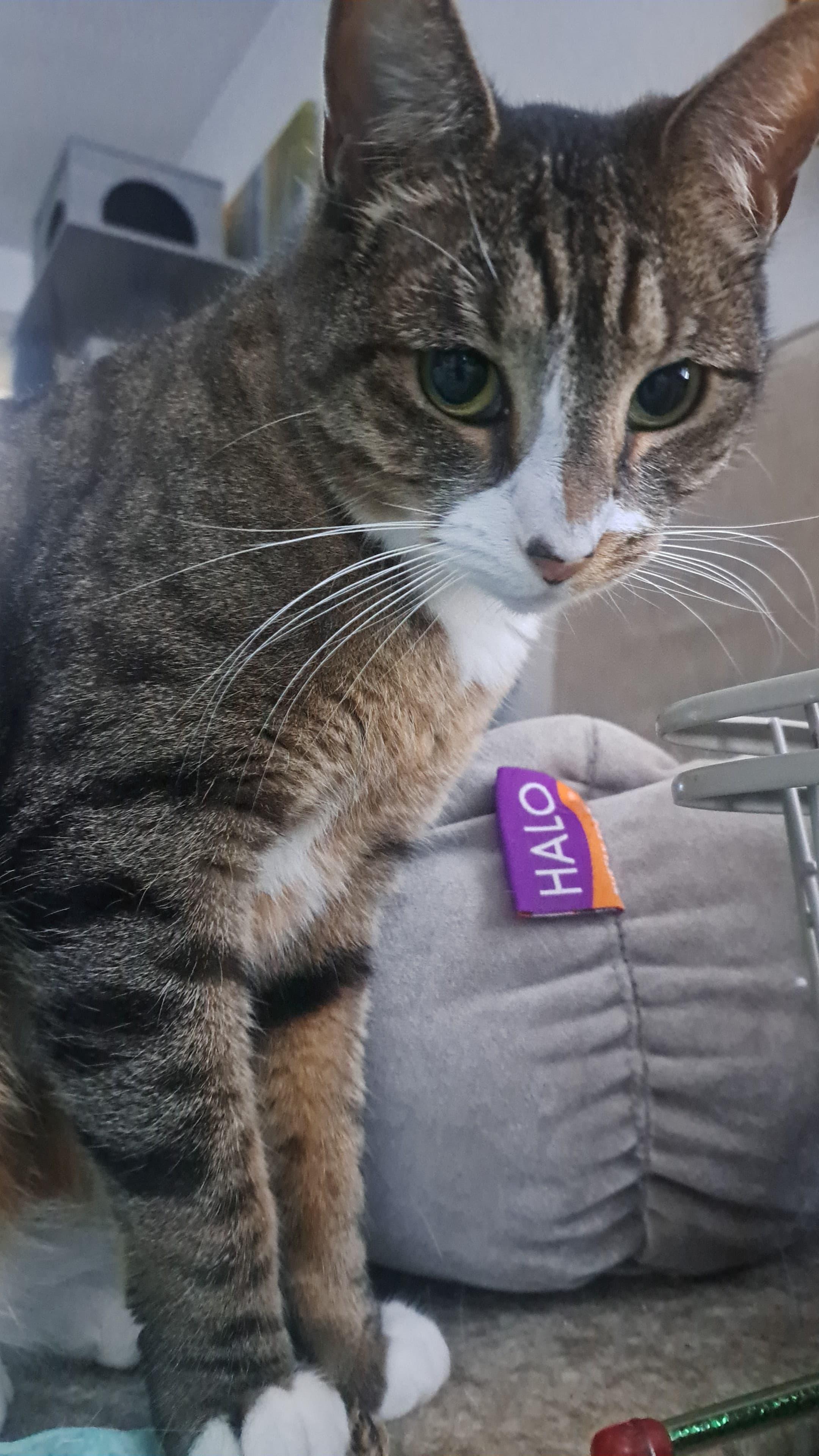 Enlarge Vinny and Obi, a ADOPTABLE Domestic Short Hair in Brooklyn, NY image 4/4