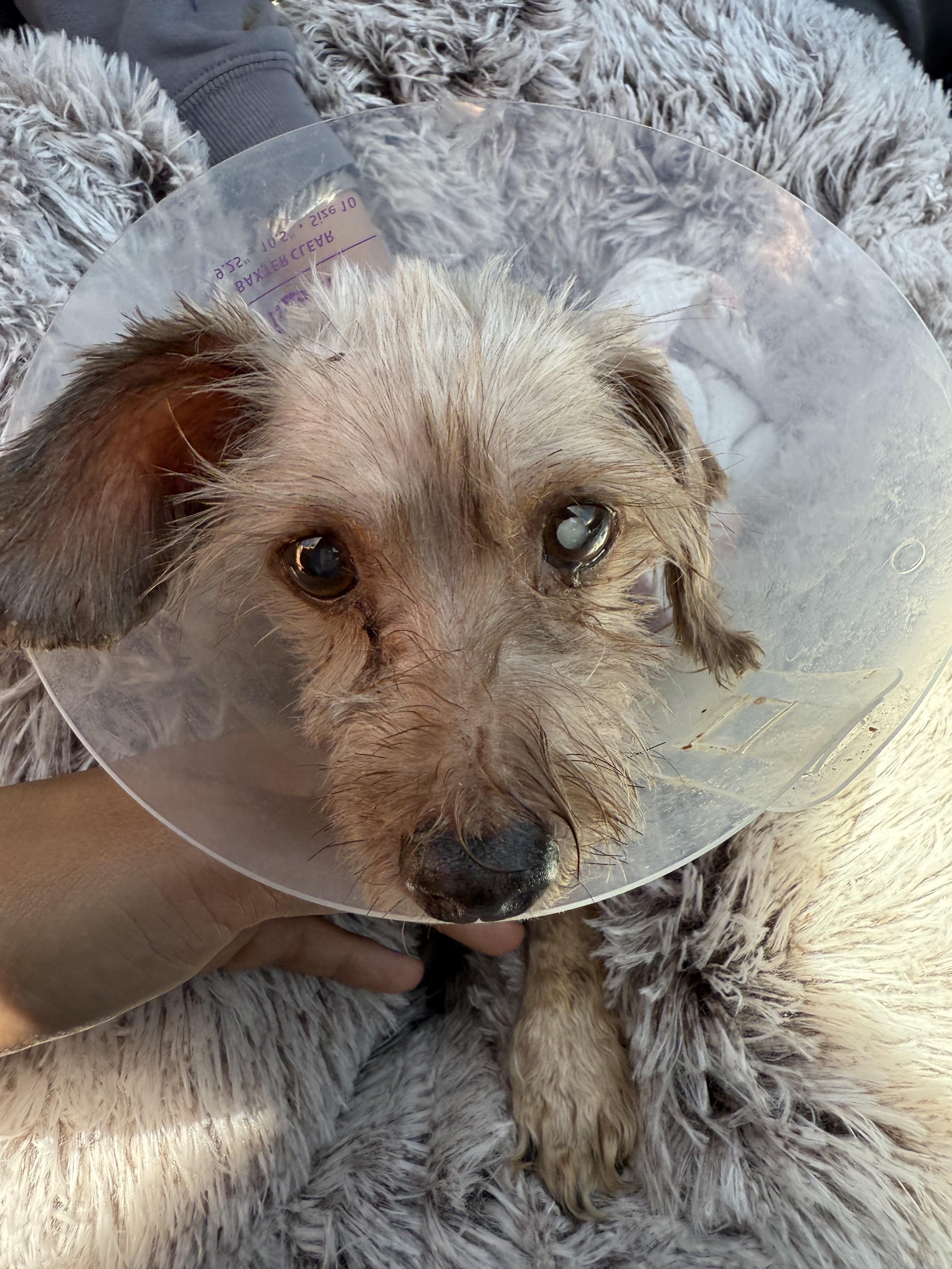 Summer, a ADOPTABLE mixed breed in Laguna Beach, CA image 2/4
